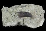 Bargain, 1.24" Allosaurus Tooth In Sandstone - Colorado - #130484-1